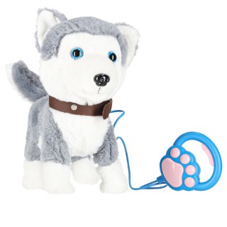 Piesek interaktywny na smyczy szczeka chodzi rusza ogonem Husky